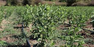 Stevia bitkisi yeni gelir kapısı olacak