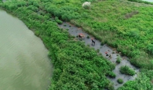 Başıboş sokak köpeklerine drone takibi!