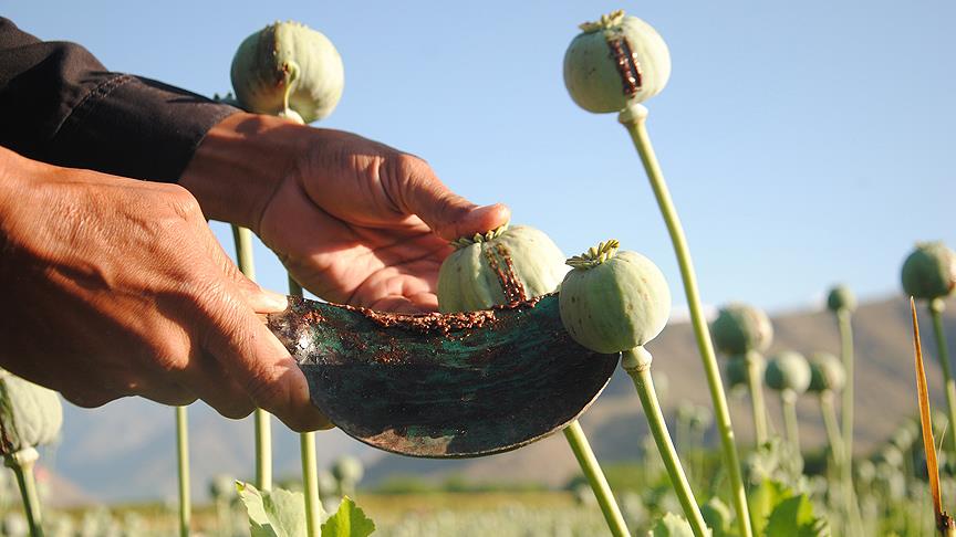 Taliban ın uyuşturucudan yıllık geliri