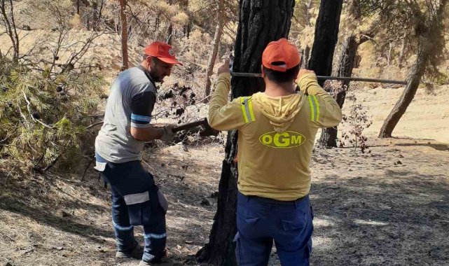 Sakarya’da yanan ormanlık alanlar yeniden yeşillendiriliyor