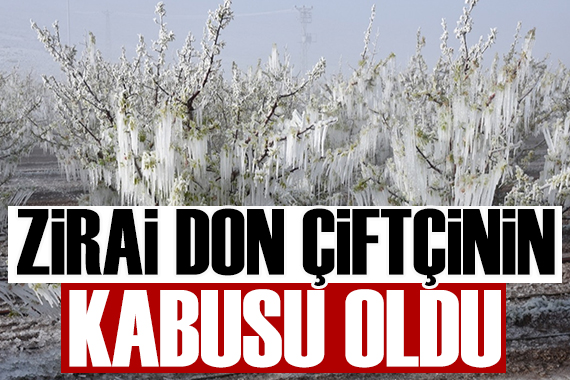 Ali Ekber Yıldırım yazdı: Zirai don çiftçinin kabusu oldu