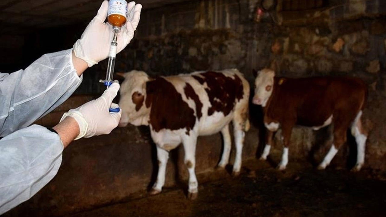 Bakanlık tan şap hastalığı açıklaması