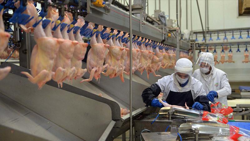 Tavuk eti üretimi temmuzda arttı