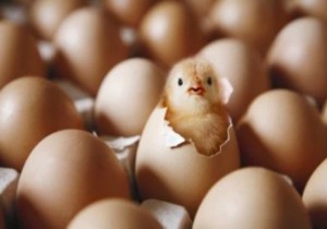 Samanlarına Aldanıp Köy Yumurtası Sanmayın!