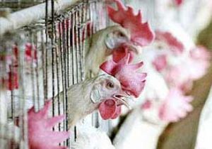 Kuş Gribi Meksika`da Hortladı: