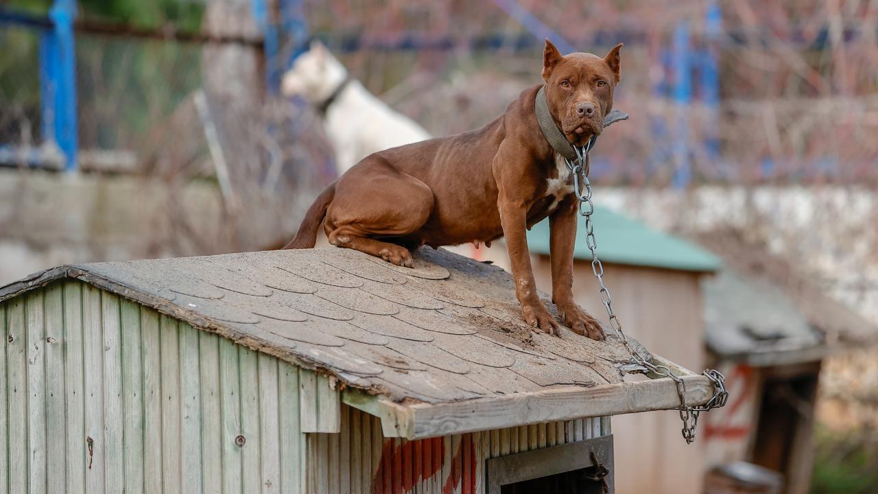 Yasaklanan Köpek Irkları Kurultayı sonuç bildirgesi yayımlandı