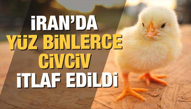 İran da yüz binlerce civciv itlaf edildi!