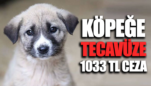 Köpeğe tecavüz ederken yakalandı