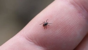 Sivas’ta kene bir can daha aldı