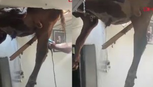 Kaçan boğa evin çatısına düştü