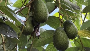 Alanya avokadosunda ihracat dönemi başladı