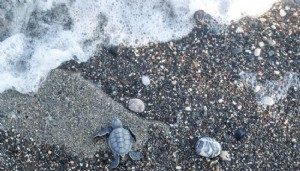 Mersin'de caretta caretta'lar denizle buluşuyor