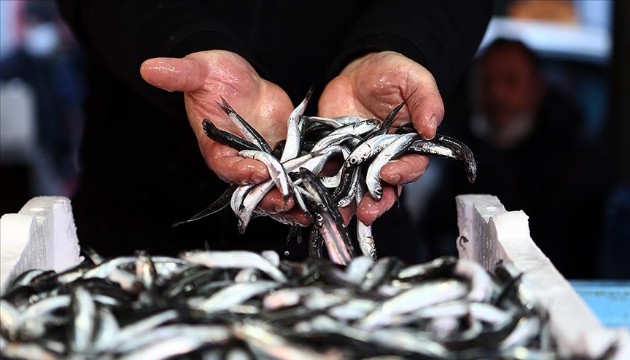 Uzman isimden kritik hamsi uyarısı: 'Koruma kararı alınmalı'