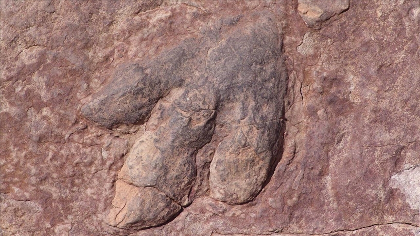 166 milyon yıl öncesine ait dinozor ayak izleri keşfedildi
