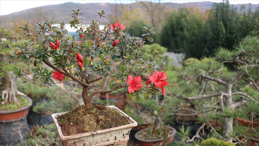 Türkiye nin ilk bonsai müzesi kuruluyor