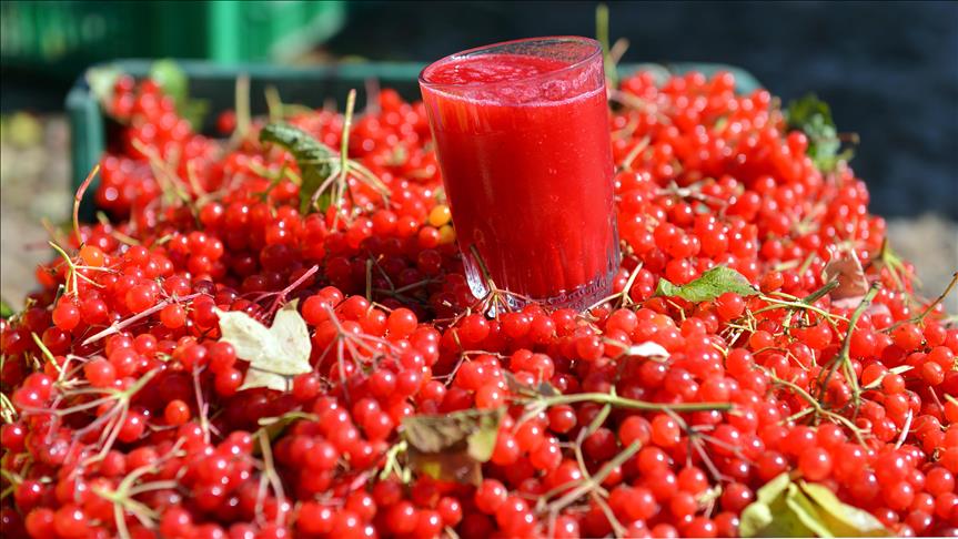  Gilaburu nun faydaları bilimsel olarak kanıtlandı
