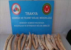 Sınır kapısında fildişi ele geçirildi