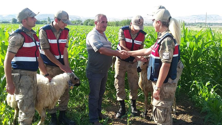 Kaçan kurbanlık koçlar drone ile bulundu