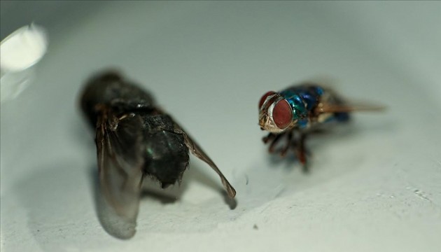 Türkiye’de böcekler cinayetleri aydınlatıyor