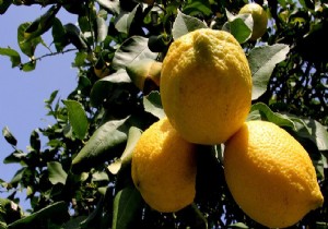 Mersin de limon hasadı başladı!