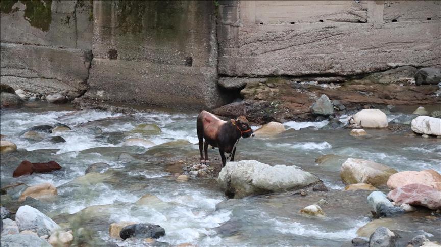 Rize de kurbanlık boğa dereye düştü