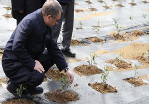 Çay bahçeleri için ilginç proje!