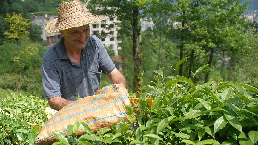 Çay alım fiyatı 1,90 lira olarak açıklandı!