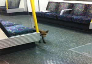 Metro Tilkisi!