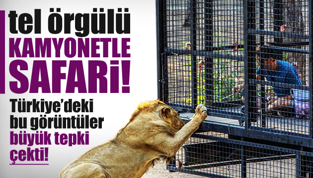 Antalya da telli kamyonetle  aslan safarisi ne tepki