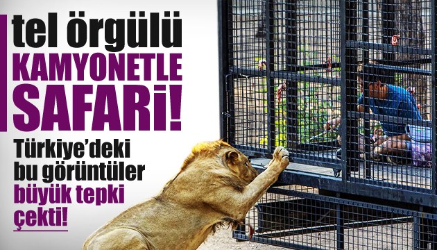 Antalya'da telli kamyonetle 'aslan safarisi'ne tepki