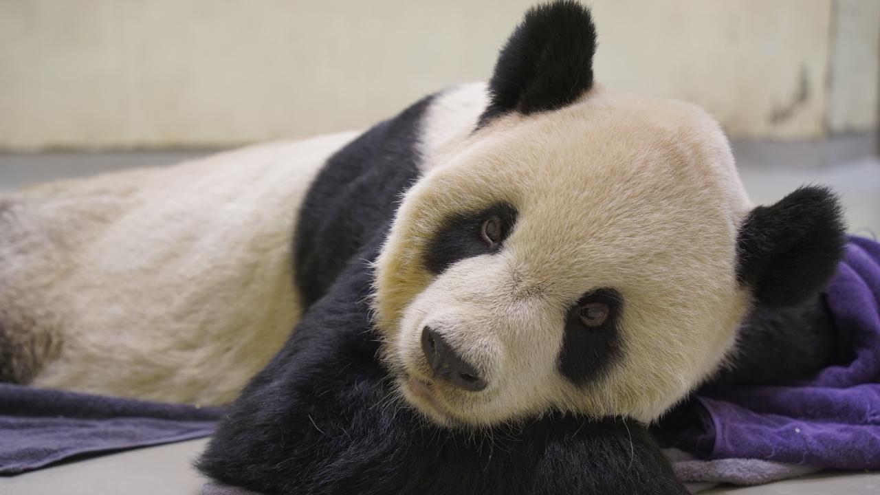 Çin den ABD ye 20 yıl sonra ilk kez panda kiralanıyor