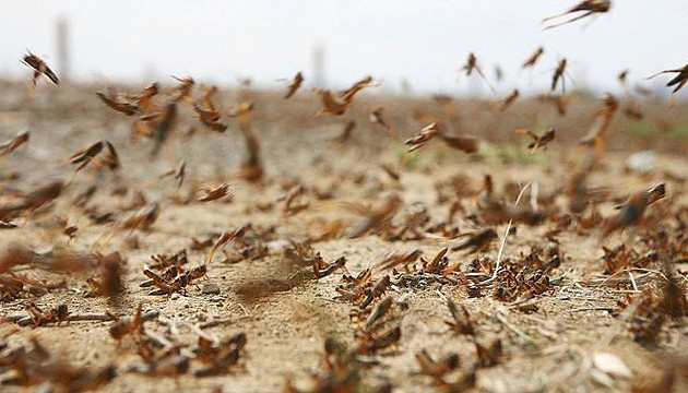 Çekirge sürüleri Afrika’daki açlık tehlikesini büyütüyor