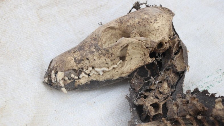 Iğdır da 40 yıldır kullanılmayan tesisteki kazılarda tuhaf bir hayvan iskeleti bulundu!