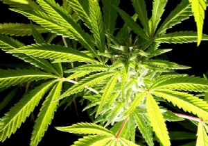 Üniversitede Marijuana dersi!