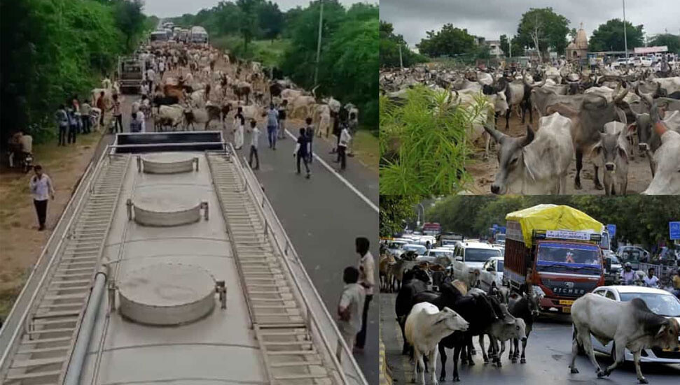 Protesto amacıyla binlerce sığır sokağa salındı