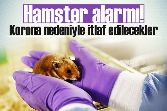 Hong Kong’da hamster alarmı! Korona nedeniyle itlaf edilecek