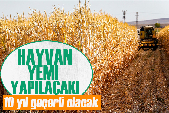 Genetiği değiştirilmiş mısır, hayvan yemlerinde kullanımı onaylandı