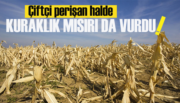 Çiftçi perişan halde: Kuraklık mısırı da vurdu