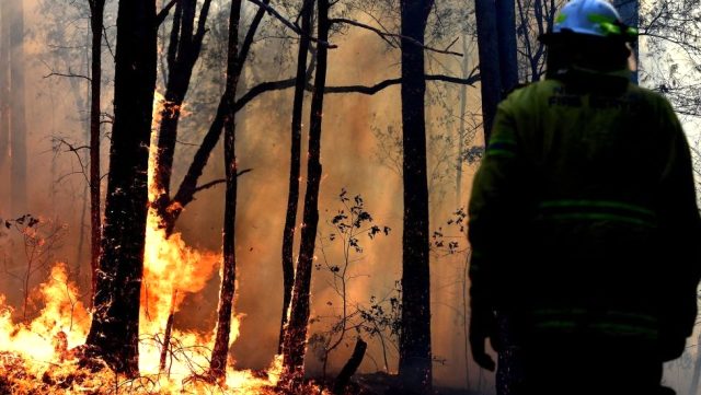 Avustralya da ki orman yangınında yüzlerce hayvan telef oldu
