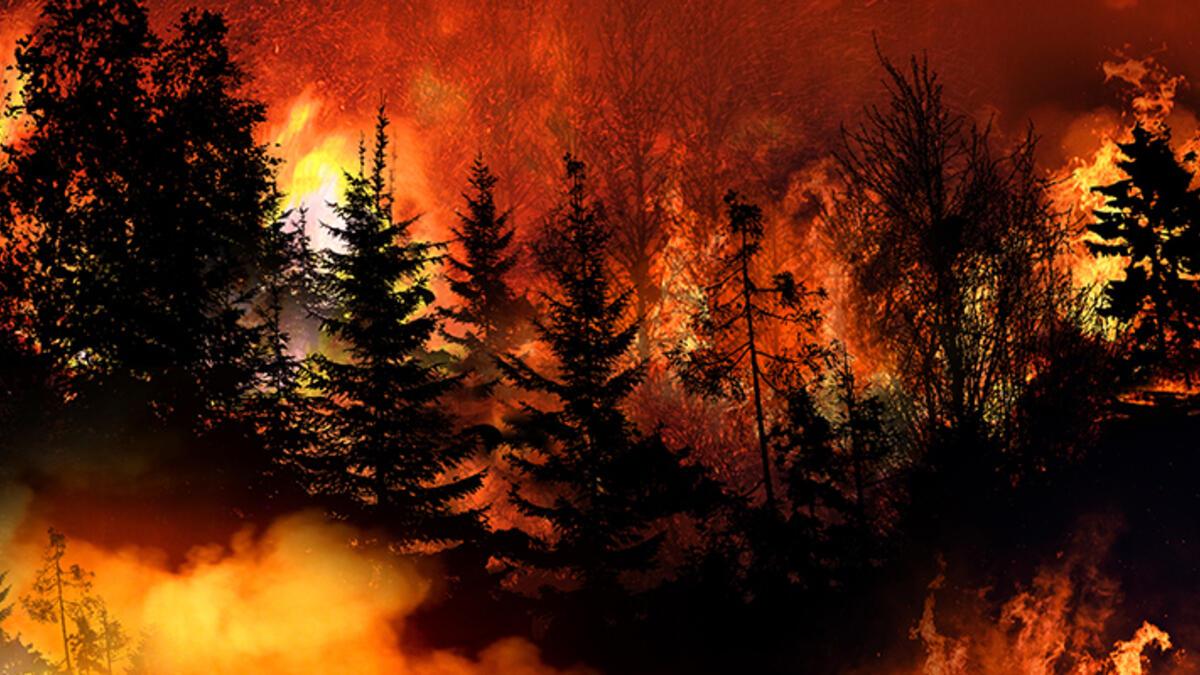 Avrupa da orman yangını alarmı!