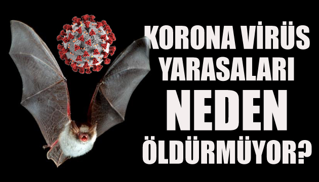 Korona virüs yarasaları neden öldürmüyor?