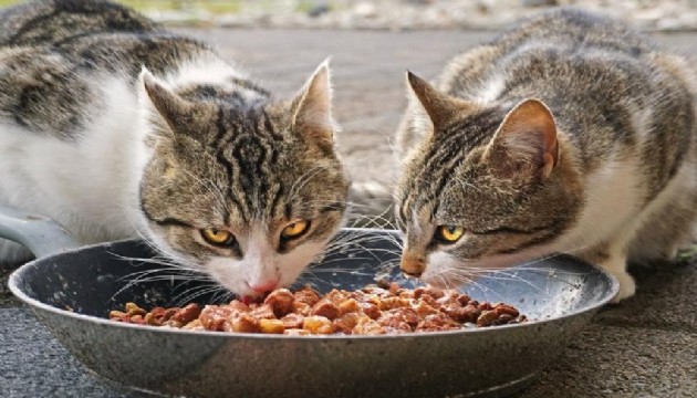 Ünlü üç kedi maması ürününde zehirli kimyasallar çıktı