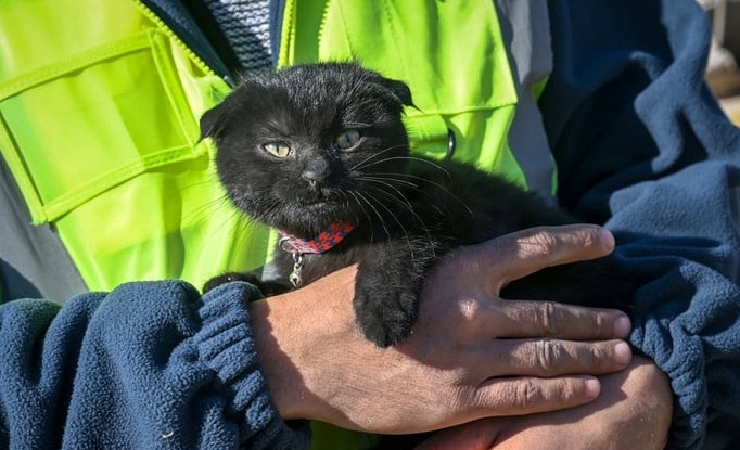 Yavru kedi, 178 saat sora enkazdan kurtarıldı
