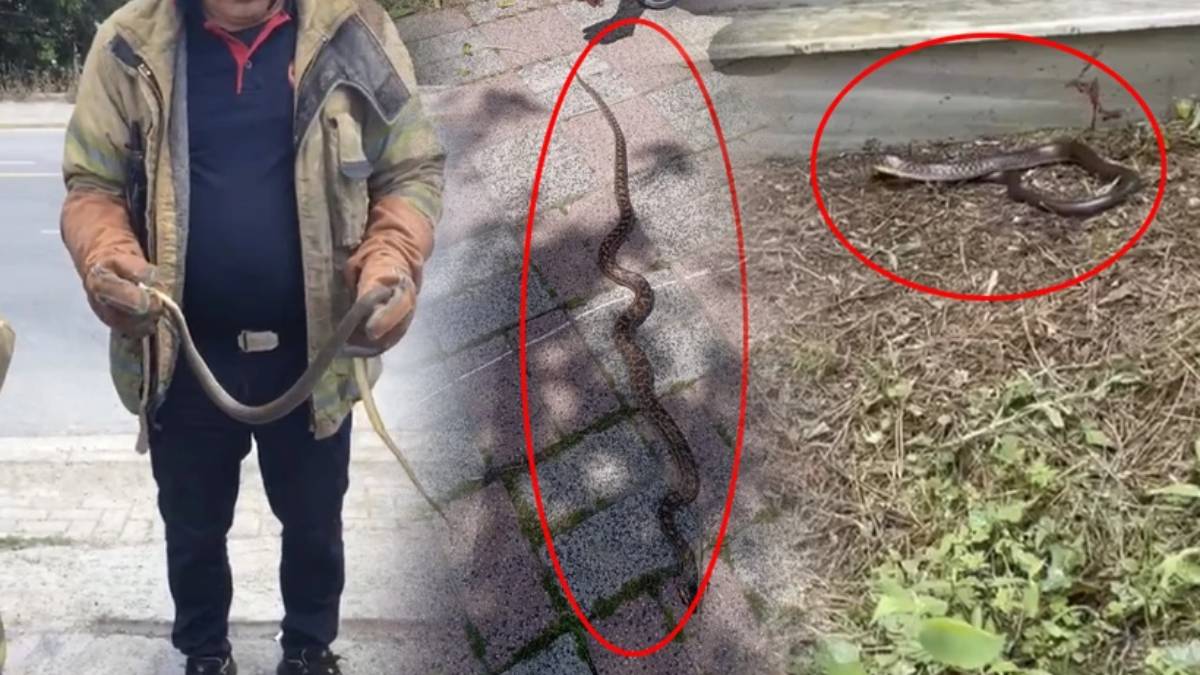 İstanbul’da yılan endişesi: Uzmanlardan hayati uyarı!