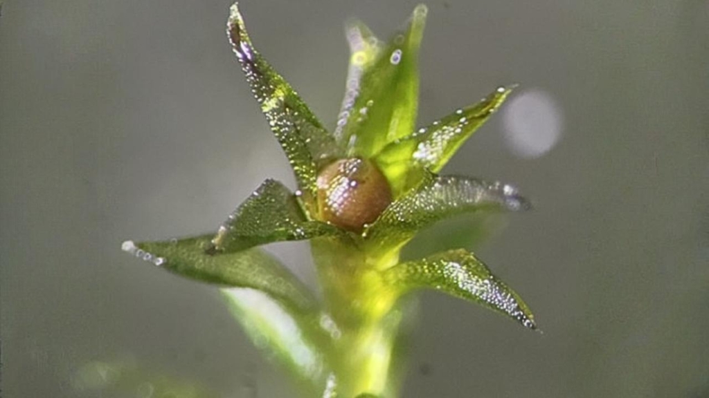 Yosunlar uzayda 9 ay hayatta kaldı