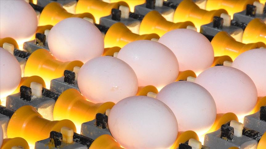 Yumurta üreticisi Irak ı bekliyor