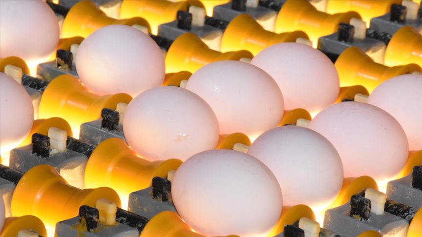 Yumurta üreticileri Irak pazarının yeniden açılmasını bekliyor