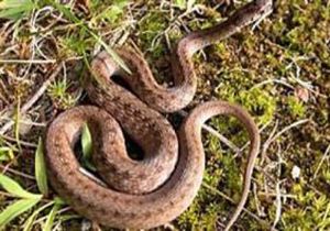 Türk bilim adamları yeni yılan cinsi buldu