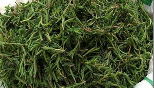 Zahter nedir? Faydaları nelerdir?