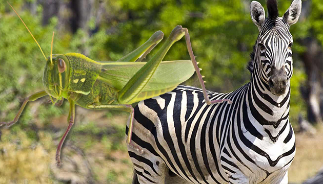 Ankara Müftüsü nden fetva: Zebra ve çekirge eti helal